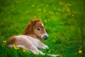 Baby Foal