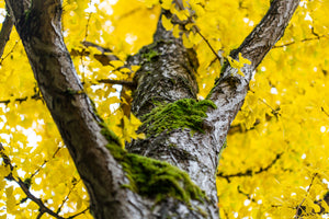 Seattle Arboretum - Brilliant Yellow Leaves