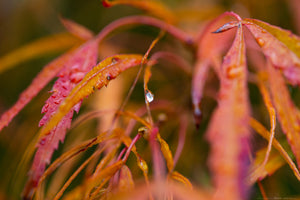 Seattle Arboretum - Lacy Maple and Water Drop