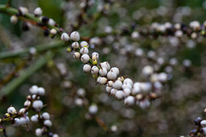 Seattle Arboretum - Ribbons of Berries