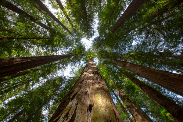 Redwood Sentinels